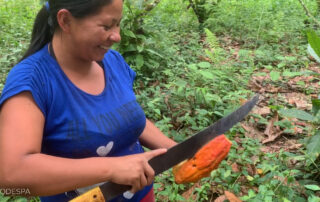 cacao ecuador